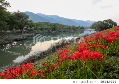Ashihana of Tsuya River Gifu Prefecture Ashihana of Tsuya River Gifu Prefecture 36348554