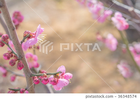 Plum blossom early spring Plum blossom early spring 36348574