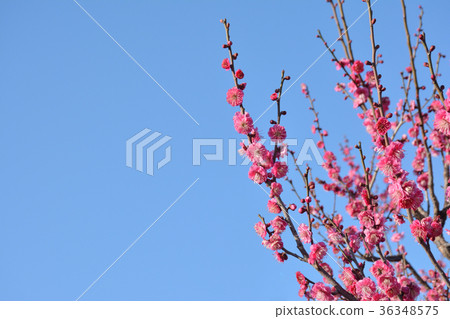Plum blossoms blue sky Plum blossoms blue sky 36348575