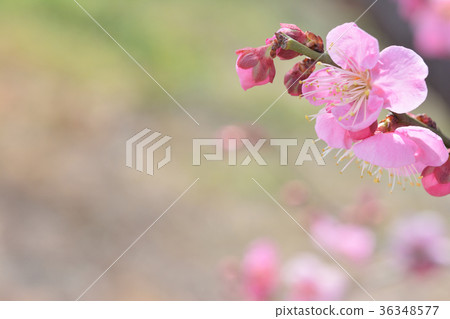 梅花早春 梅花早春 36348577