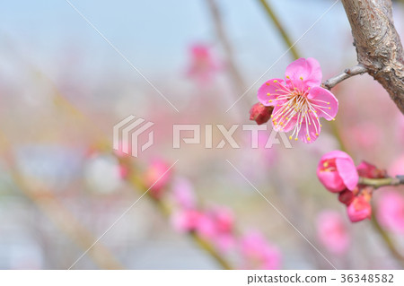 梅花早春 36348582