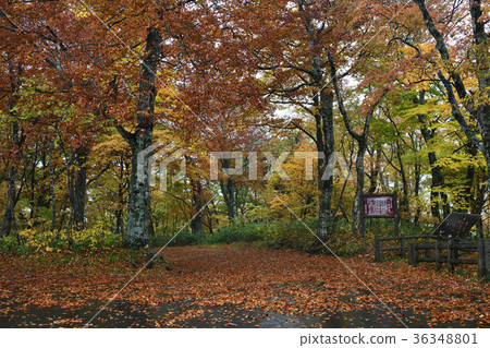 秋天的葉子在三樓（宮城縣） 36348801