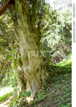 Kaya Tree of Natural Monument Yamagata Prefecture Kaya Tree of Natural Monument Yamagata Prefecture 36348853