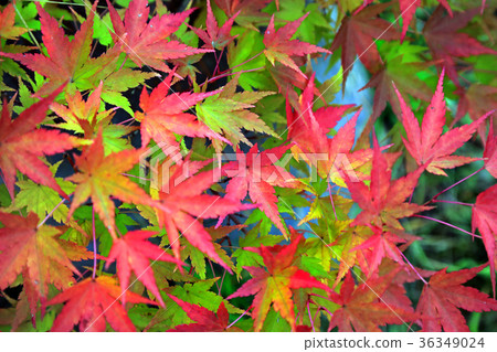 Autumn leaves of Iwakiyama Shrine 04 36349024