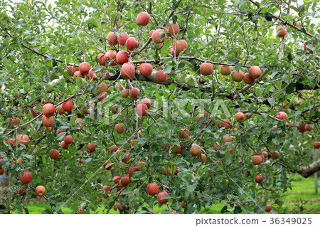 Apple fruit 36349025