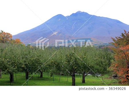 Apple tree and Mt. Iwaki 36349026