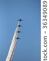 藍色衝動飛行Iruma空氣節 36349089