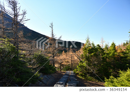 Autumn leaves in the backyard and backyard nature parks (Yamanashi prefecture) Autumn leaves in the backyard and backyard nature parks (Yamanashi prefecture) 36349154