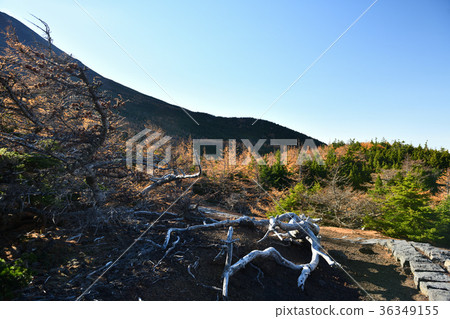 秋葉在後院和後院自然公園(山梨縣) 秋葉在後院和後院自然公園(山梨縣) 36349155