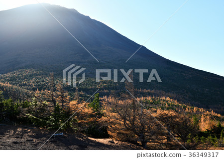 Autumn leaves in the backyard and backyard nature parks (Yamanashi prefecture) 36349317