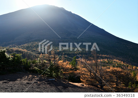 Autumn leaves in the backyard and backyard nature parks (Yamanashi prefecture) 36349318