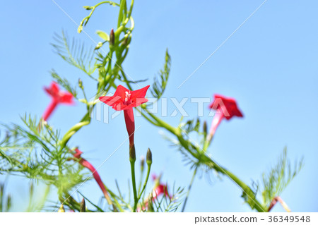 Luciferous (red rush) 36349548