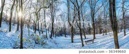 Snowy park with sun in winter, Nitra, Slovakia Snowy park with sun in winter, Nitra, Slovakia 36349660