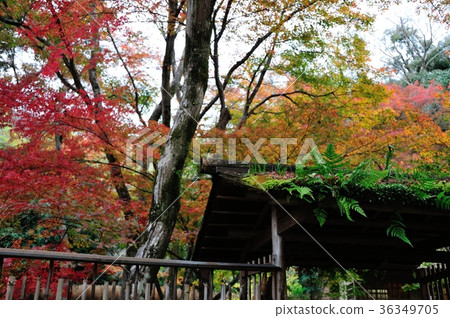 Autumn colored treasure house Autumn colored treasure house 36349705