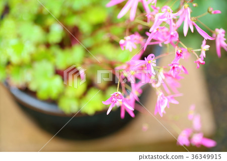 Flower of Dimongeishi Flower of Dimongeishi 36349915