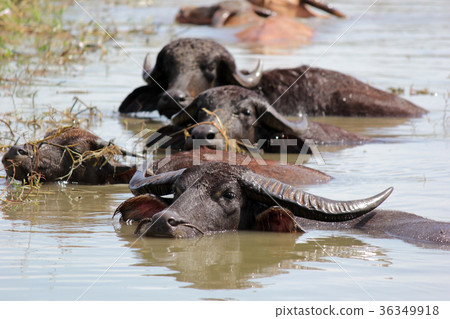 asian water buffalo in the water 36349918
