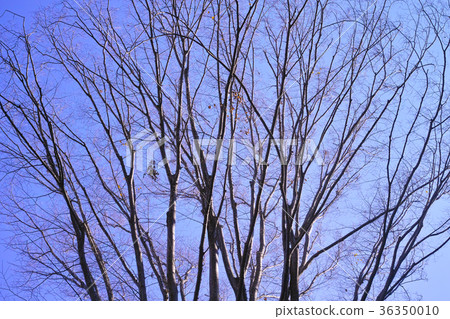 初冬場景 初冬場景 36350010