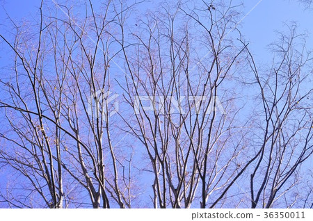 Early winter scene 36350011