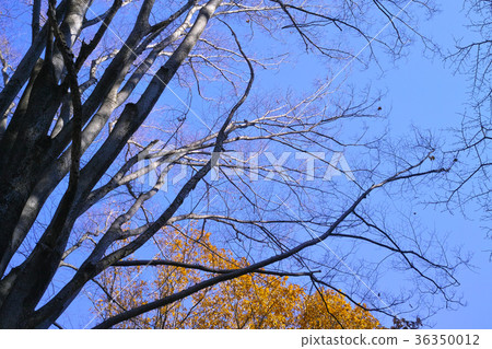 Early winter scene Early winter scene 36350012