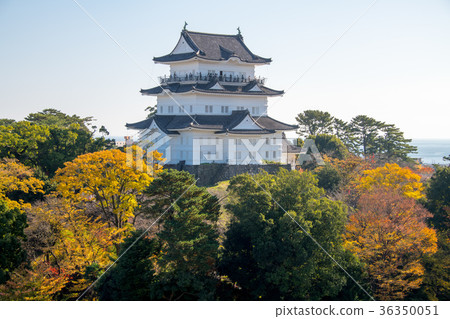 小田原城 36350051