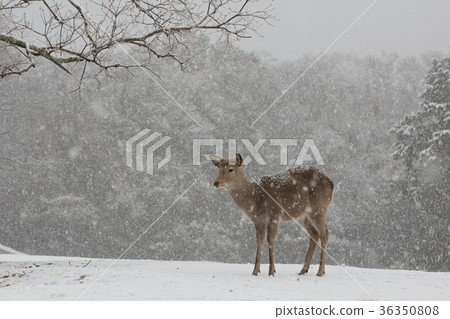 Snow scenery Flying field deer 36350808