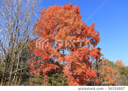 Fu colored leaves 36350887