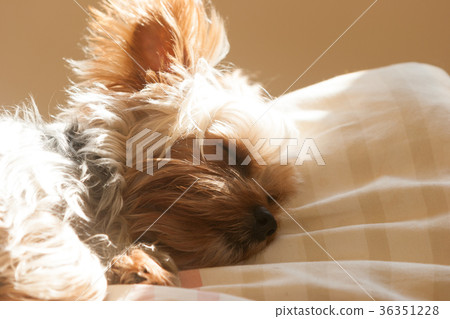 約克夏梗 約克夏梗 36351228