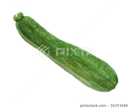 水彩插圖：西葫蘆 36351696