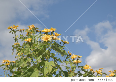 Emperor Sunflower Emperor Sunflower 36351700