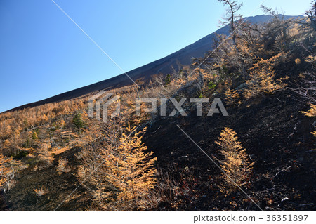 富士山(山梨縣)的秋葉 富士山(山梨縣)的秋葉 36351897