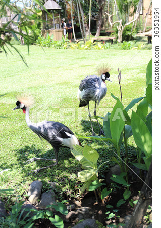 White-crowned crane 36351954