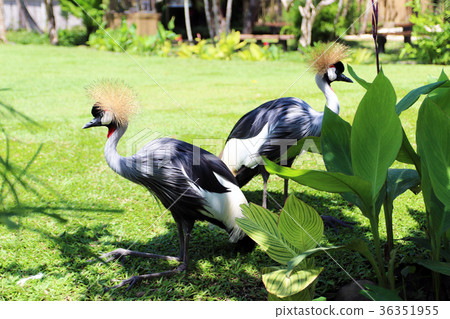 White-crowned crane White-crowned crane 36351955
