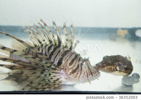 獅子魚和Kitamakura 36352003