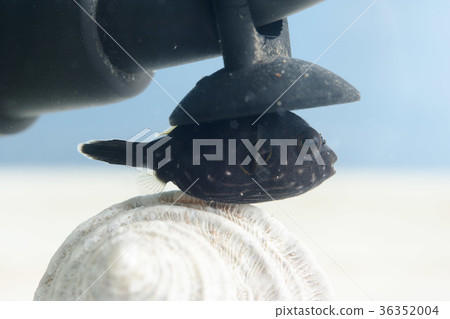 Sazanamifugu少年的捉迷藏 36352004