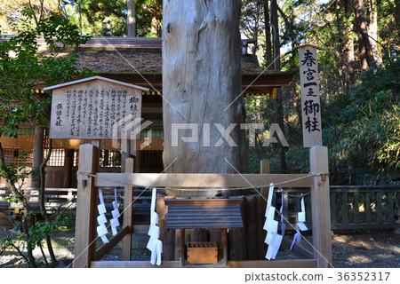 Suwa Taisha Shimosha Haruyuki Kazuyuki Oncology Suwa Taisha Shimosha Haruyuki Kazuyuki Oncology 36352317