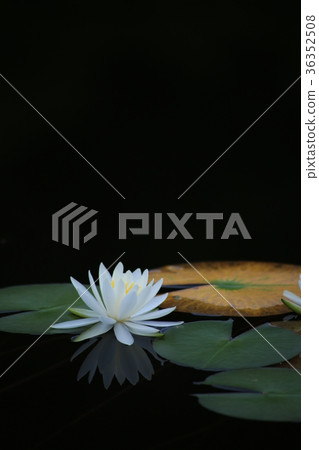 Nagano Prefecture Ichinuma lotus pond Nagano Prefecture Ichinuma lotus pond 36352508
