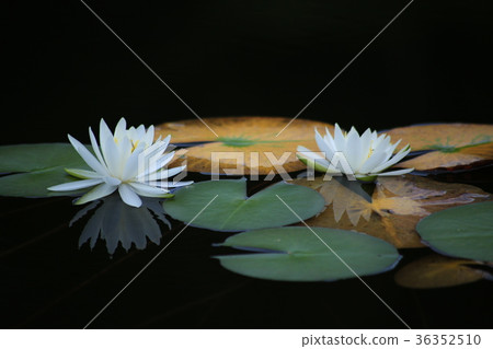 Nagano Prefecture Ichinuma lotus pond Nagano Prefecture Ichinuma lotus pond 36352510