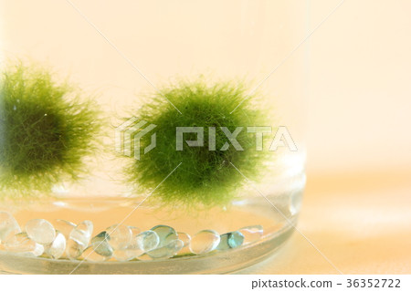 Marimo Marimo 36352722