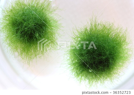 Marimo Marimo 36352723
