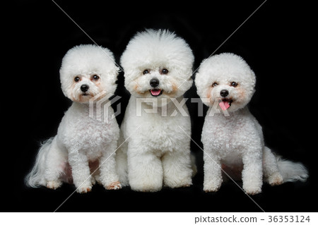 beautiful bichon frisee dogs 36353124