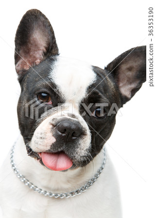 french bulldog dog isolated on white background 36353190