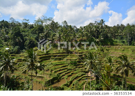 Tegallalan Rice Terrace 36353534