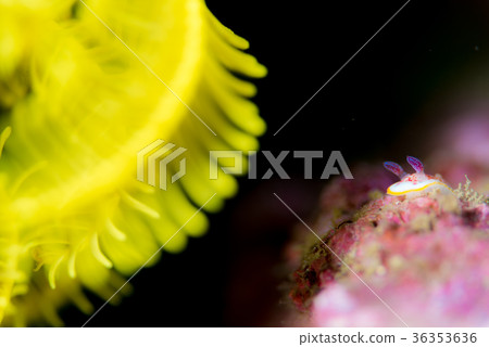 薩拉薩海牛 36353636