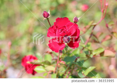 紅玫瑰花百合馬蘭 36353995