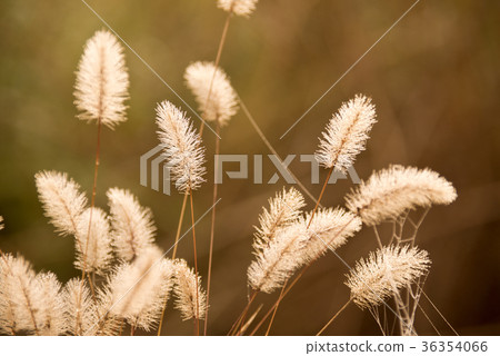 The dawn enokologsa The dawn enokologsa 36354066