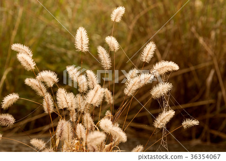 Morning Enokorogasa 36354067