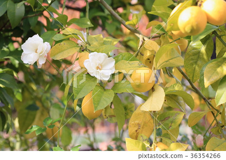 White rose flower 36354266