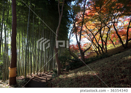 竹子樹林和秋葉的鳥取佐藤花園(11月)國分寺,東京 竹子樹林和秋葉的鳥取佐藤花園(11月)國分寺,東京 36354340