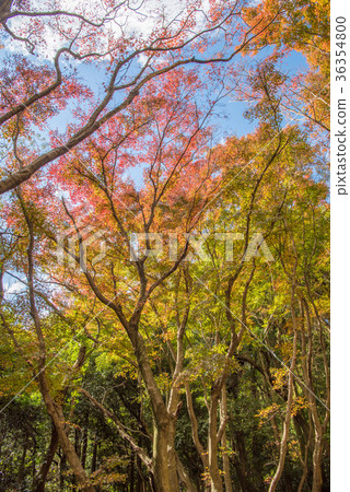 Autumn leaves 36354800