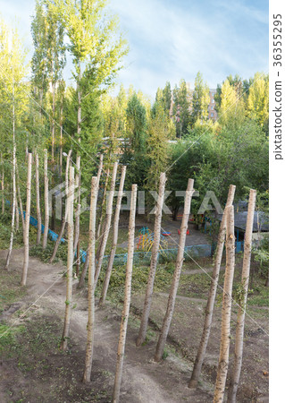 Barbarous pruning of old poplars in the city. Barbarous pruning of old poplars in the city. 36355295